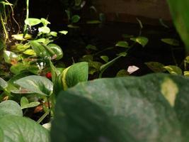 colorful goldfish and water flowers photo