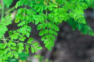 Close up of green moringa leaf plant in tropical areas of indonesia and asia photo