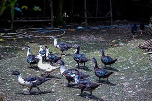 a flock of ducks cairina moschata  walking in the backyard photo