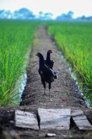 A black hen standing on a small road in the middle of a green expanse of rice plants photo