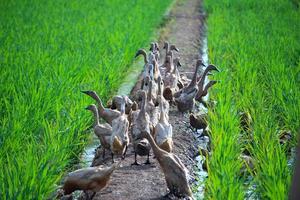 A flock of ducks standing on a small road while swimming and looking for food in the middle of a green rice field photo