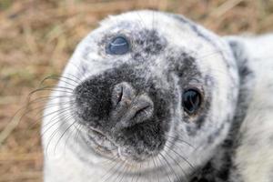 grey seal puppy while looking at you photo