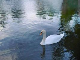 alto ángulo ver un blanco cisne, ganso, Cygnus, nadando en claro agua, estanque, lago, animal vida foto