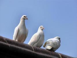 Close up of three 3 of white pigeons, doves perching on the roof ridge with blue sky background
