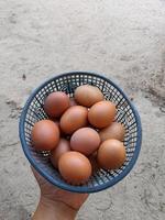 fresh eggs collected in one blue basket photo