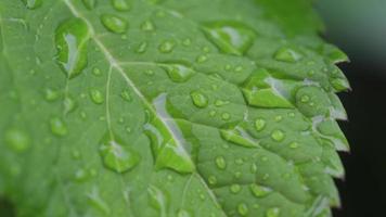 wet green leaf video