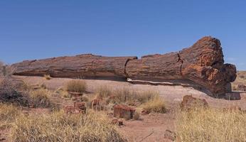Large Petrified Log in the Desert photo
