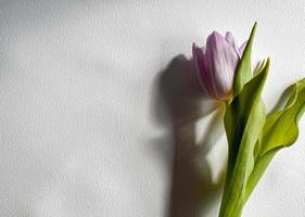 solo tulipán en blanco antecedentes foto