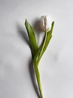 alone tulip on white background photo