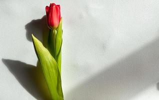 alone tulip on white background photo
