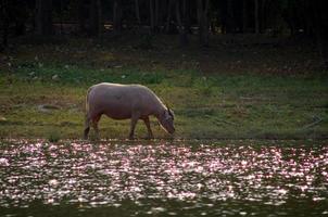 White buffalo looking for grass beside the water photo