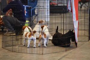 GENOA, ITALY - MAY 21 2016 - Annual public international dog show photo