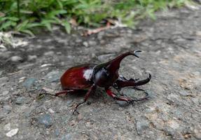 close up photo of rhinoceros beetle with scientific name Xylotrupes gideon with two horns, japanese rhinoceros beetle, insect