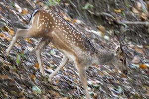 joven masculino barbecho ciervo en amor temporada en el bosque en otoño foto