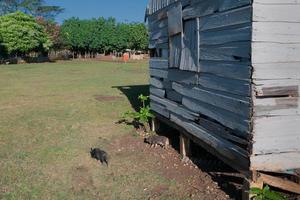 chabola, chabola, choza en tonga, polinesia foto