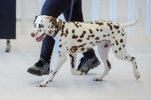 Dalmatian dog portrait close up on white back photo