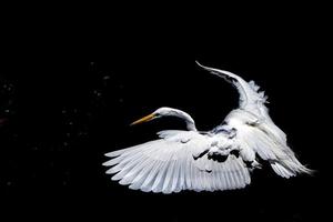 white egret portrait isolated on black background photo