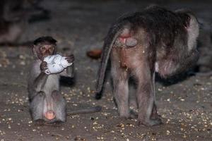 newborn Indonesia macaque monkey ape close up portrait photo