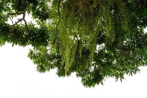 árbol aislado en blanco antecedentes con recorte camino foto