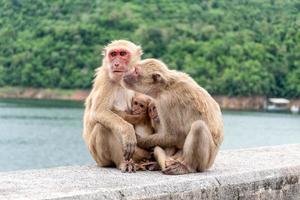 los padres monos, las madres monos y los monos bebés viven juntos como una familia. foto