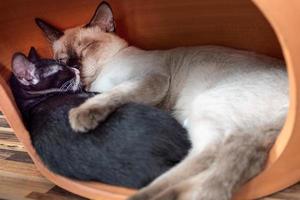 White mother cat sleeping hugging a black kitten photo