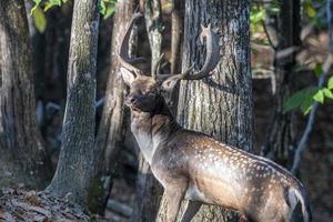 masculino barbecho ciervo en amor temporada en el bosque en otoño foto