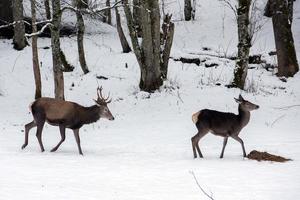 red deer on snow background photo