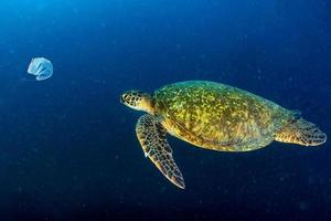 retrato de tortuga marina de cerca mientras te mira foto