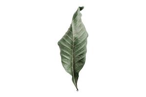 2837 Leaf isolated on a transparent background photo