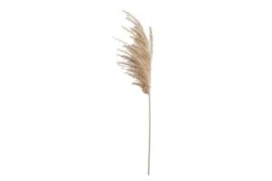 6321 Beige pampas grass isolated on a transparent background photo