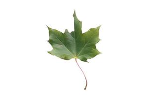 5172 Green leaf tree isolated on a transparent background photo