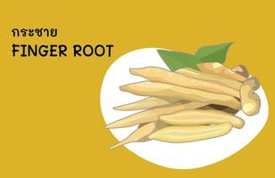 finger root is an ingredient for Thai food and also a medicinal and culinary herb vector