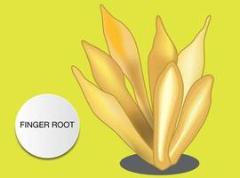 finger root is an ingredient for Thai food and also a medicinal and culinary herb vector