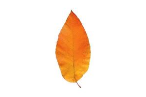 5130 Yellow leaf isolated on a transparent background photo