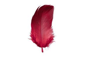 7661 Red feather isolated on a transparent background photo