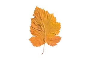 5136 Yellow leaf isolated on a transparent background photo