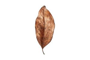 5145 Dried leaf isolated on a transparent background photo