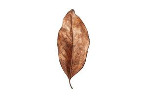 5145 Dried leaf isolated on a transparent background photo