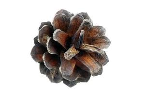 6731 Brown christmas pine cone isolated on a transparent background photo
