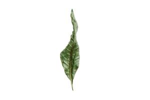 2863 Leaf isolated on a transparent background photo