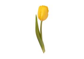 2076 Yellow flower plant isolated on a transparent background photo