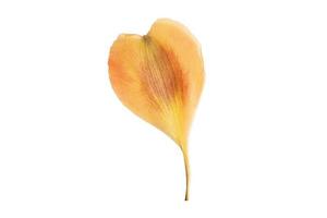 6264 Yellow petal isolated on a transparent background photo