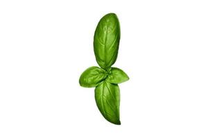 3147 Condiments fresh basil isolated on a transparent background photo