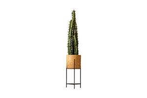 360 Brown pot with a cactus isolated on a transparent background photo