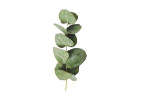 2847 Leaves isolated on a transparent background photo