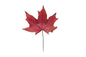 939 Red leaf isolated on a transparent background photo