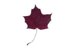 5067 Purple leaf isolated on a transparent background photo