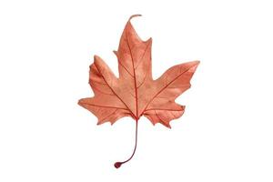 2865 Red leaf isolated on a transparent background photo