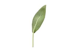 3234 Sage leaf isolated on a transparent background photo