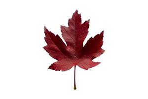 5084 Red leaf isolated on a transparent background photo